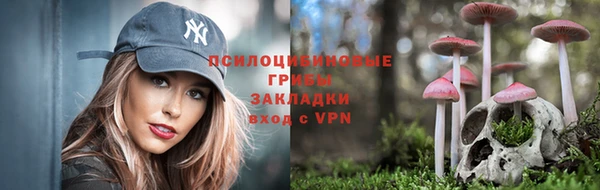 стаф Новозыбков